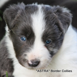 slate merle Male, may develop tan, medium to rough coat, border collie puppy